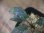 画像2: Piptospatha sp. from Ng Pinoh【AZ0425-3】 (2)