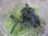 画像2: Bucephalandra sp. "Sintang 2D" from Sintang【HW0220-04】複数芽 (2)