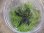 画像2: Bucephalandra sp. "Sintang 3D" from Sintang【HW0220-04】 (2)