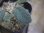 画像3: Homalomena sp. "Beard" from Padangsidempuan【AZ0425-8】 (3)