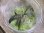 画像2: Bucephalandra sp. "Kanowit" Sarawak【TB】 (2)