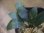 画像2: Piptospatha sp. from Ng Pinoh【AZ0425-3】 (2)