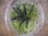 画像3: Bucephalandra sp. "Sintang 2D" from Sintang【HW0220-04】 (3)