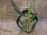 画像3: Homalomena sp. "Narrow leaf" from Sibolga timur【AZ0425-4】 (3)