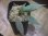 画像1: Homalomena sp. "Groove" from Sibolga timur【AZ0425-4】 (1)