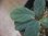画像2: Homalomena sp. "Beard" from Padangsidempuan【AZ0425-8】 (2)