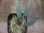 画像3: Homalomena sp. "Groove" from Sibolga timur【AZ0425-4】 (3)