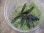 画像2: Bucephalandra sp. "Sintang 2D" from Sintang【HW0220-04】 (2)