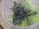 画像1: Bucephalandra sp. "Sintang 2D" from Sintang【HW0220-04】複数芽 (1)