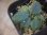画像2: Homalomena sp. "Beard" from Padangsidempuan【AZ0425-8】 (2)