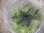 画像2: Bucephalandra sp. "Sintang 3D" from Sintang【HW0220-04】 (2)