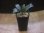 画像4: Piptospatha sp. from Ng Pinoh【AZ0425-3】 (4)