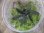 画像2: Bucephalandra sp. "Sintang 3D" from Sintang【HW0220-04】 (2)