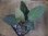 画像2: Homalomena humilis "type GRR" from Pulau Lingga【HW0824-05】 (2)