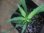 画像2: Codonoboea dentata from Pulau Lingga【HW0824-6】 (2)