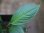 画像3: Homalomena sp. "type Garuda Wing" from Pulau Lingga【HW0824-1】 (3)