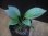 画像2: Homalomena sp. "type Garuda Wing" from Pulau Lingga【HW0824-1】 (2)