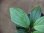 画像3: Homalomena sp. "SK-3" from Sidikalang【HW1123-04】 (3)