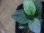 画像3: Homalomena sp. "Hisoku" SGR from Padang Sidempuan【HW1123-06】Wf1(17) (3)