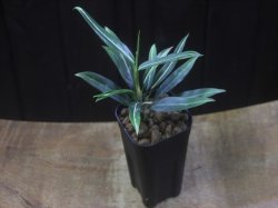 画像5: Aglaonema vittatum from Pulau Lingga【HW0824-01】