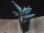 画像5: Aglaonema vittatum from Pulau Lingga【HW0824-01】 (5)