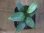 画像3: Homalomena sp. "type Tsubaki GR" from Pulau Lingga【HW0824-06】 (3)