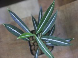 画像1: Aglaonema vittatum from Pulau Lingga【HW0824-01】