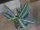 画像1: Aglaonema vittatum from Pulau Lingga【HW0824-01】 (1)