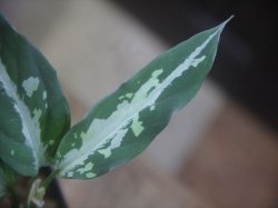 画像3: Aglaonema pitum "TG-3" from Tigalingga【HW1123-01c】No.12