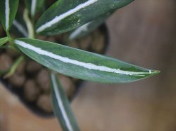画像4: Aglaonema vittatum from Pulau Lingga【HW0824-01】