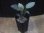 画像4: Homalomena humilis "type GRR" from Pulau Lingga【HW0824-05】 (4)