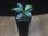 画像4: Homalomena sp. "type Tsubaki GR" from Pulau Lingga【HW0824-06】 (4)