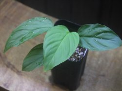 画像1: Homalomena sp. from Padang Sidempuan【HW1123-06】