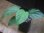 画像1: Homalomena sp. from Padang Sidempuan【HW1123-06】 (1)