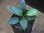 画像1: Homalomena sp. "type Tsubaki GR" from Pulau Lingga【HW0824-06】 (1)