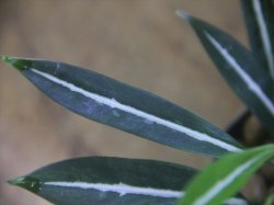 画像3: Aglaonema vittatum from Pulau Lingga【HW0824-01】