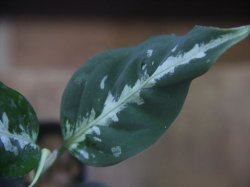 画像4: Aglaonema pitum "TG-7" from Tigalingga【HW1123-01g】No.13