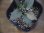画像3: Homalomena humilis "type  RBR" from Pulau Lingga【HW0824-02】 (3)