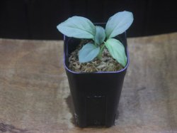 画像4: Homalomena humilis "Shirogane SGG" from Pulau Lingga【HW0824-4】