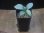 画像4: Homalomena humilis "Shirogane SGG" from Pulau Lingga【HW0824-4】 (4)