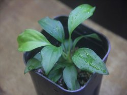 画像1: Homalomena sp. from Danau Toba【HW0517-02】