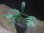 画像2: Homalomena "Narrow Leaf" from Riau Sumatera【HW0523-05】 (2)