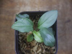 画像2: Homalomena humilis "Shirogane SGG" from Pulau Lingga【HW0824-04】