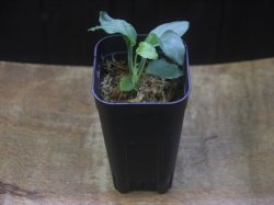 画像4: Homalomena humilis "Shirogane SGG" from Pulau Lingga【HW0824-04】
