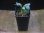 画像4: Homalomena humilis "Shirogane SGG" from Pulau Lingga【HW0824-04】 (4)