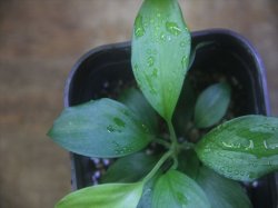画像2: Homalomena sp. from Danau Toba【HW0517-02】