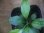 画像2: Homalomena sp. from Danau Toba【HW0517-02】 (2)