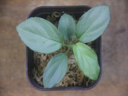 画像2: Homalomena humilis "Shirogane SGG" from Pulau Lingga【HW0824-4】