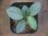 画像2: Homalomena humilis "Shirogane SGG" from Pulau Lingga【HW0824-4】 (2)
