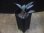 画像4: Homalomena humilis "type BRR" from Pulau Lingga【HW0824-05】 (4)
